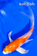 4.5" HARIWAKE BUTTERFLY