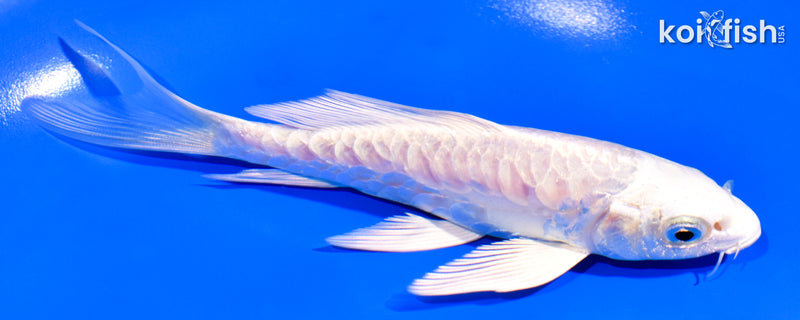 5.25" ARAGOKE PLATINUM OGON BUTTERFLY