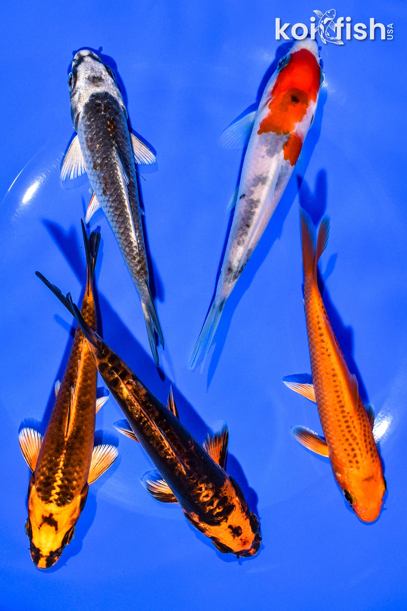 PACK OF (5) 4-5" STANDARD KOI