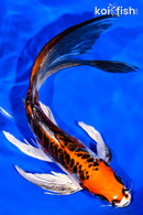 8.25" DOITSU KUJAKU BUTTERFLY