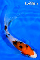 5.5" SANKE BUTTERFLY