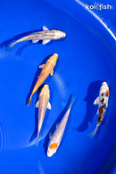 PACK OF (5) 4-4.5" STANDARD KOI