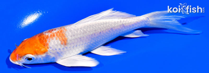 5.25" HARIWAKE BUTTERFLY