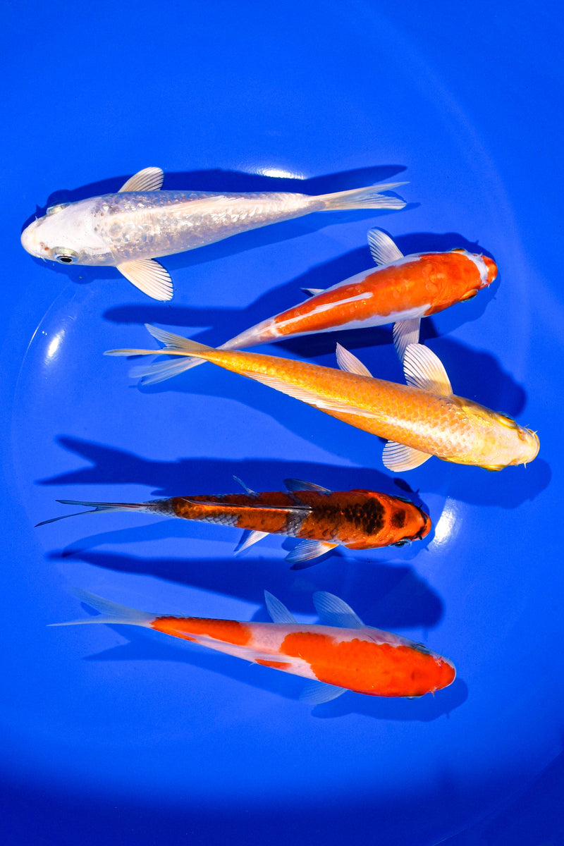 PACK OF (5) 5-6" STANDARD KOI