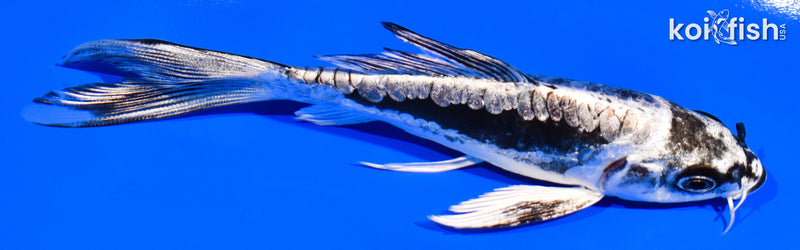 5.25" KIKOKURYU BUTTERFLY