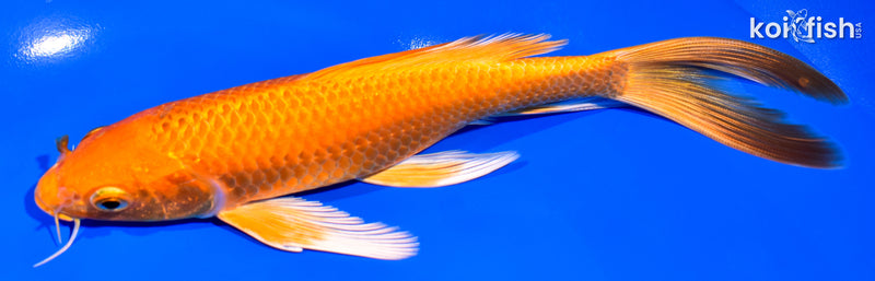 7.5" ORENJI OGON BUTTERFLY