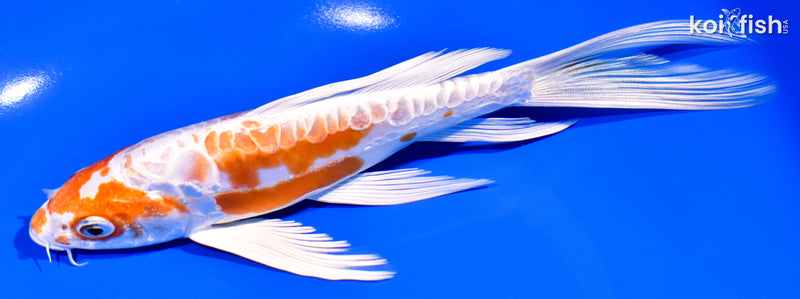 7.5" KIKUSUI BUTTERFLY
