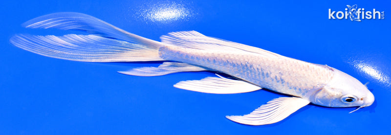 6" PLATINUM OGON BUTTERFLY