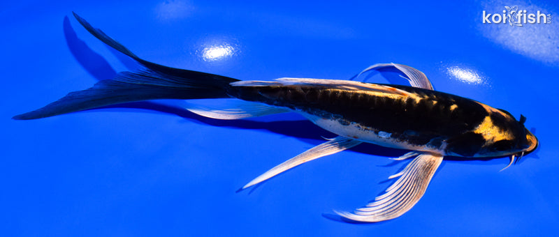 7.75" KABUTO BUTTERFLY