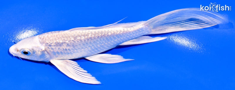 5.75" GINRIN PLATINUM OGON BUTTERFLY