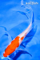 5.5" KOHAKU BUTTERFLY
