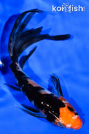 5.75" SANKE BUTTERFLY