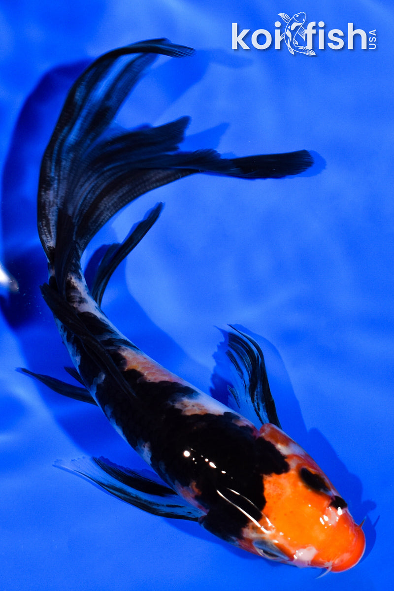 5.75" SANKE BUTTERFLY