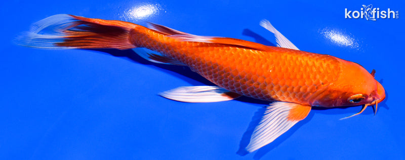 7.25" ORENJI OGON BUTTERFLY