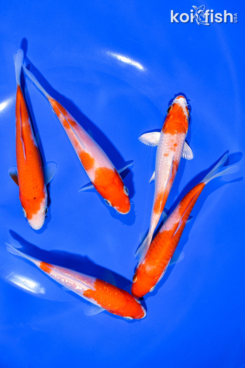 PACK OF (5) 4-5" STANDARD KOI