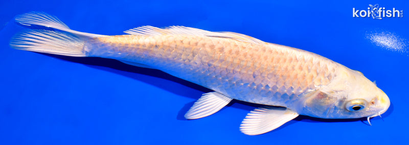 7.25" YAMABUKI OGON