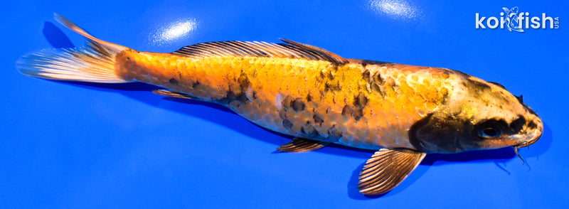 7.75" KIN HI UTSURI