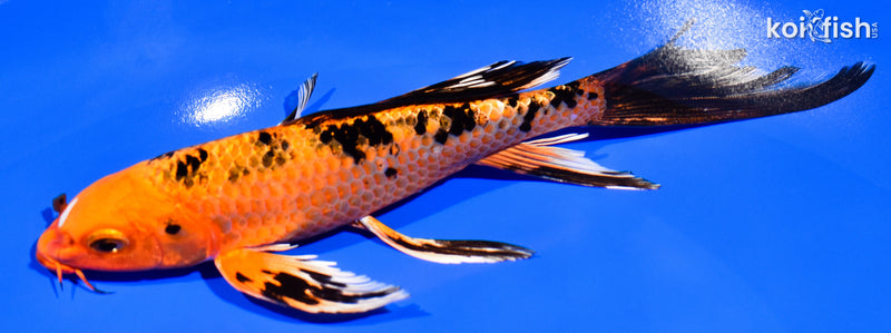 8" KIN ORENJI BEKKO BUTTERFLY