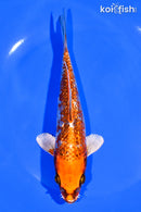 6.75" GINRIN BENI GINGA