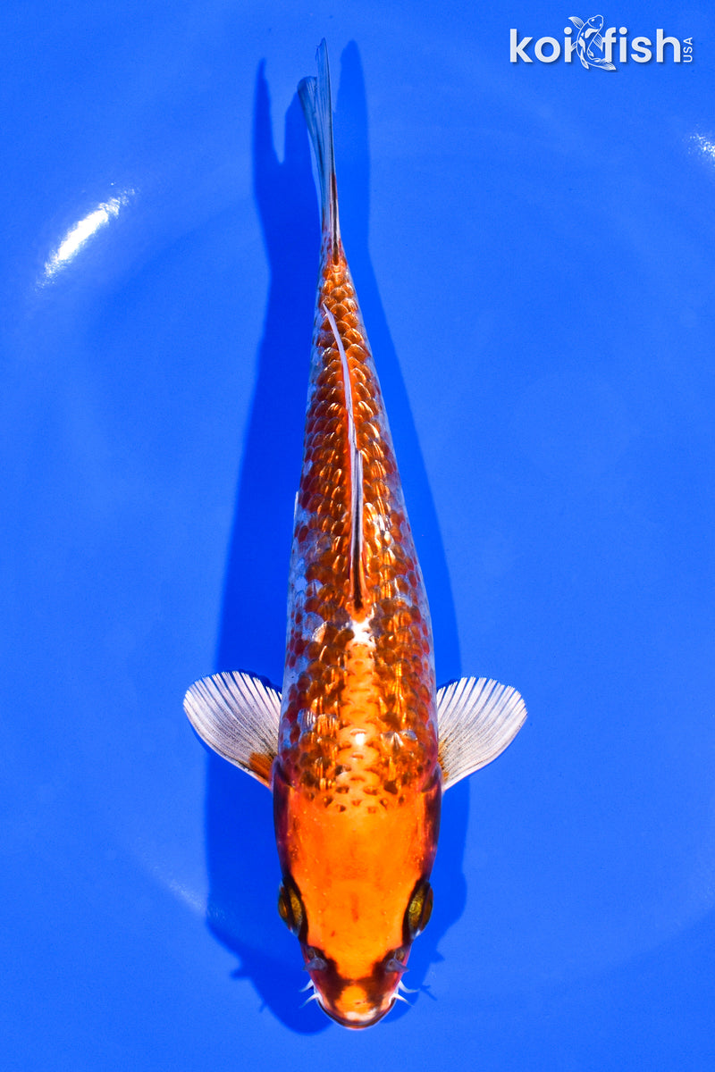 6.75" GINRIN BENI GINGA