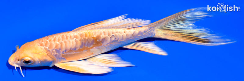 6" ARAGOKE YAMABUKI OGON BUTTERFLY