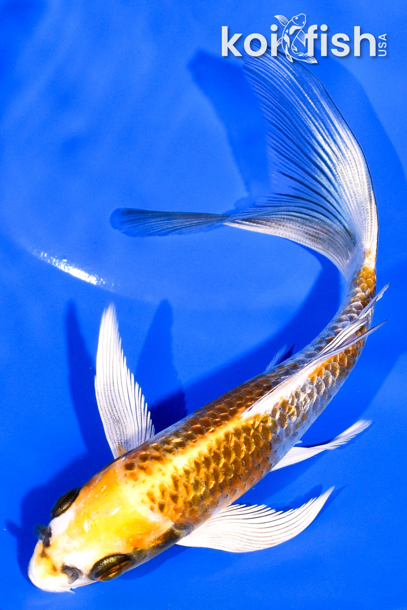 6" GINRIN KUJAKU BUTTERFLY