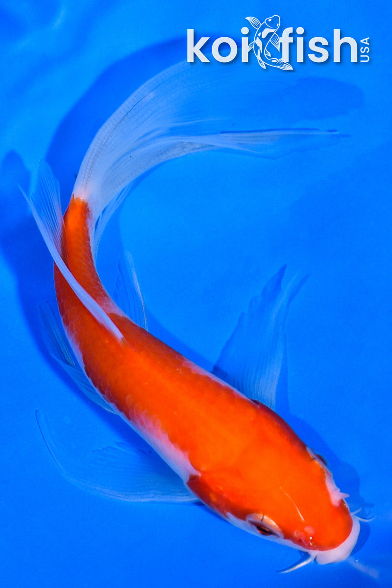 5" KOHAKU BUTTERFLY