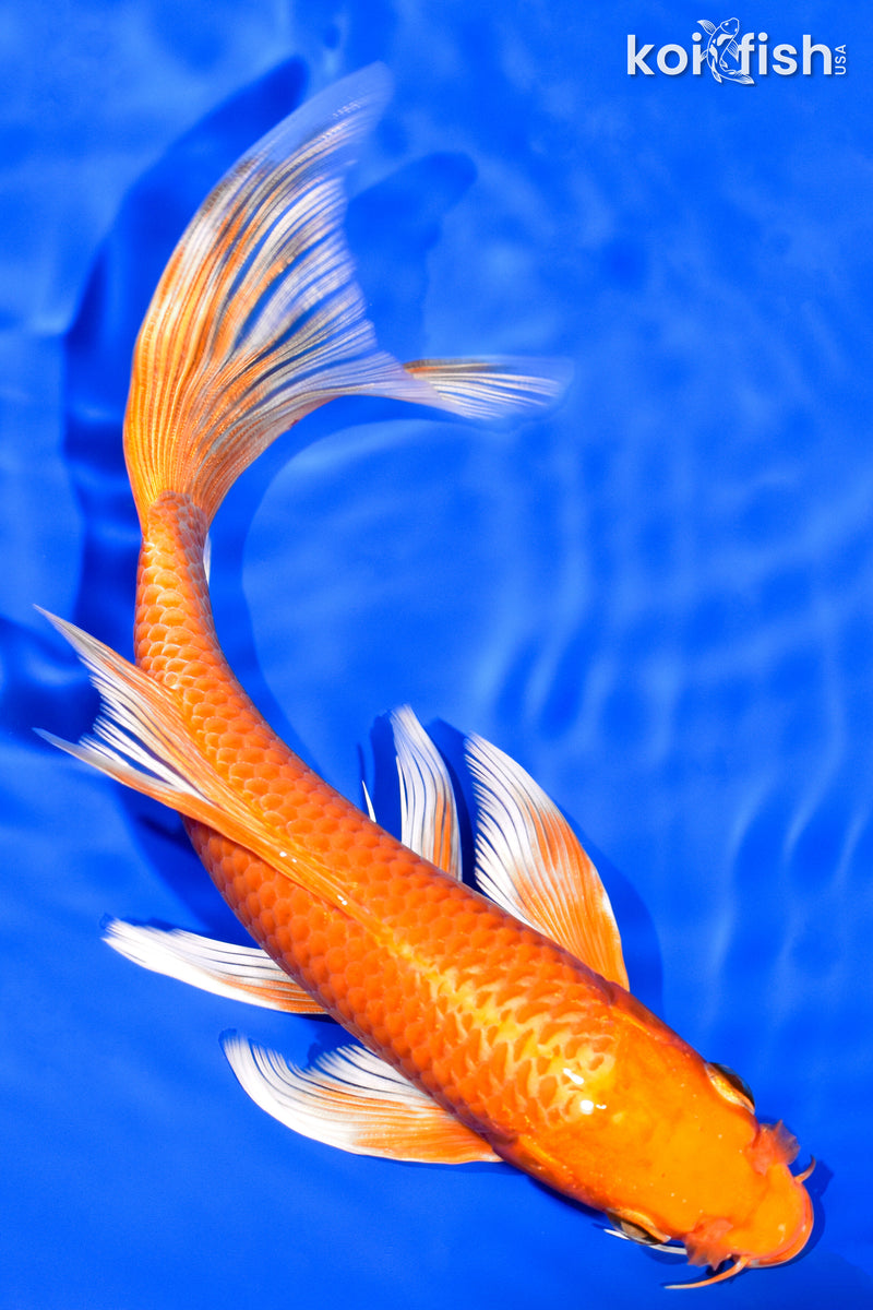 8" ORENJI OGON BUTTERFLY
