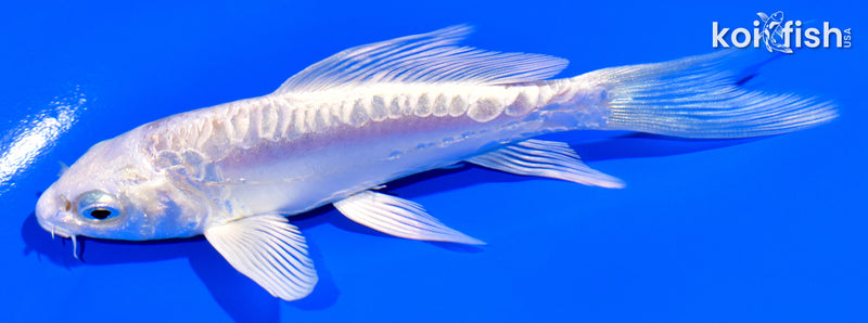 4.25" DOITSU PLATINUM OGON BUTTERFLY