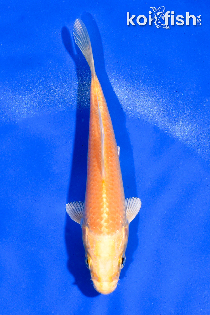 4" YAMABUKI OGON