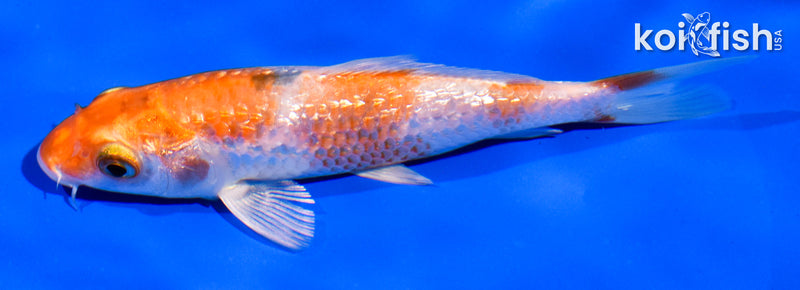 5" GINRIN HARIWAKE