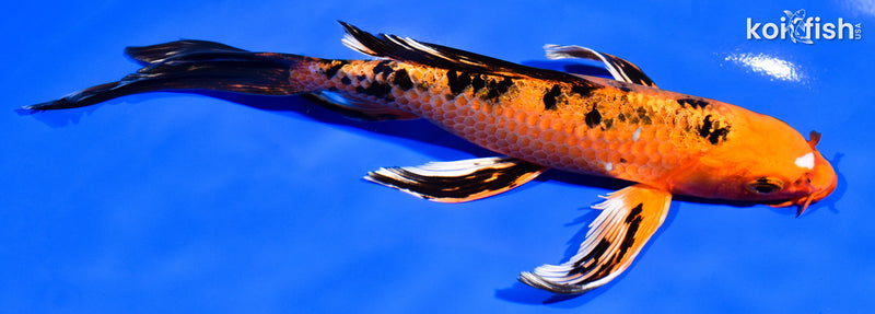 8" KIN ORENJI BEKKO BUTTERFLY