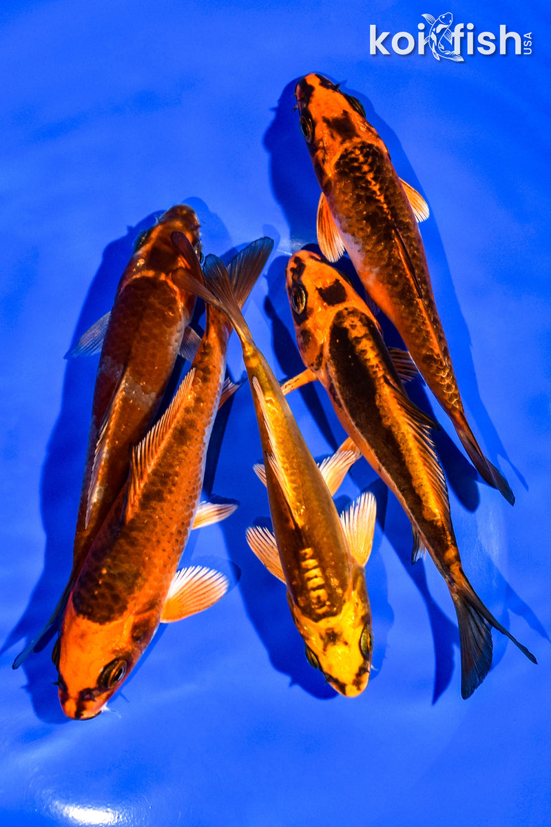 PACK OF (5) 4-5" STANDARD KOI