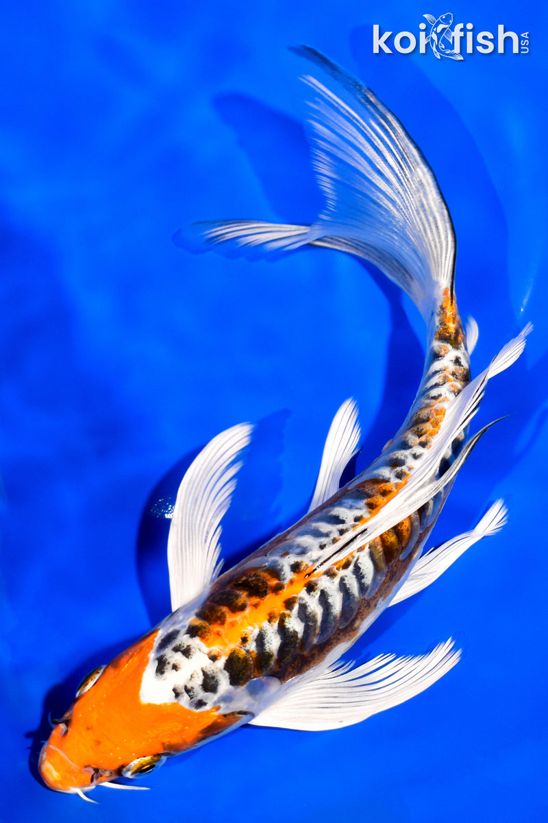 8.25" BENI KIKOKURYU BUTTERFLY