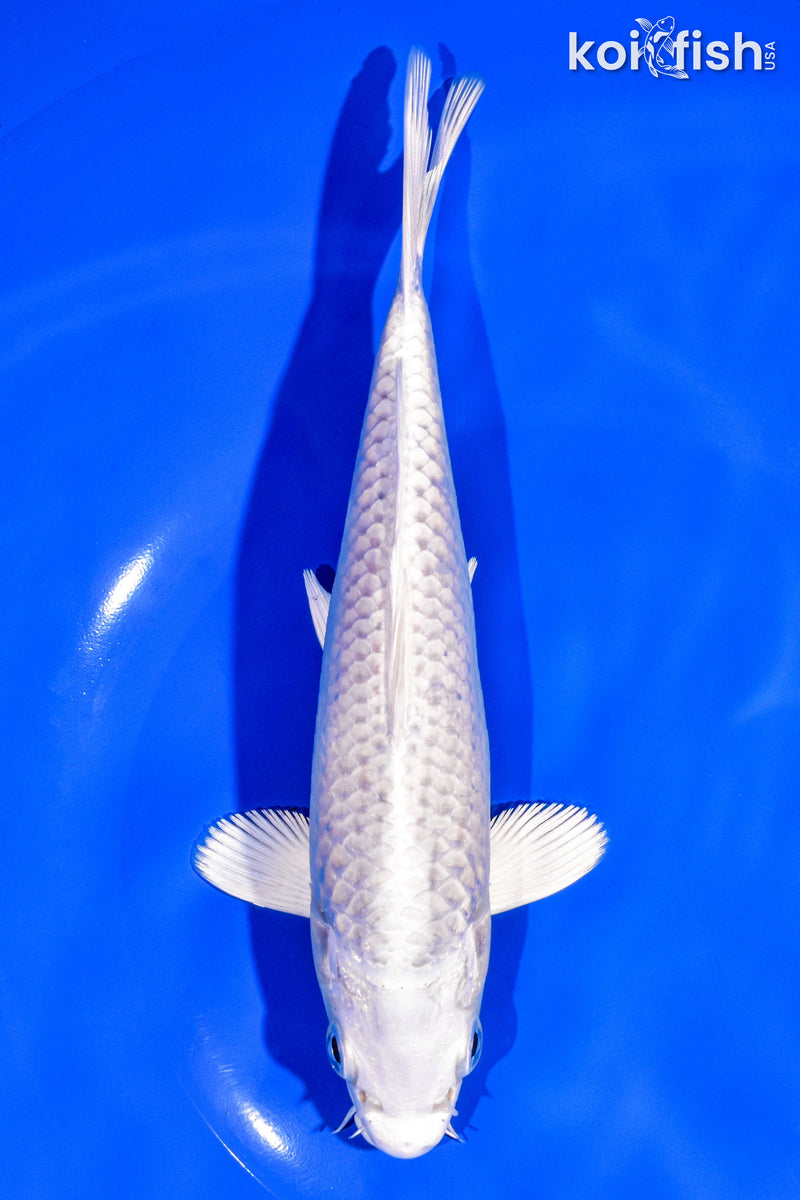 7.25" PLATINUM OGON