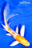 5.5" HARIWAKE BUTTERFLY