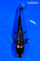 6.25" GINRIN MATSUKAWABAKE