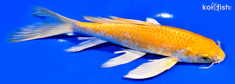 7.75" HARIWAKE BUTTERFLY