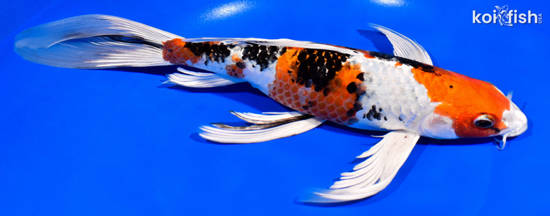 11.25" YAMATO NISHIKI BUTTERFLY