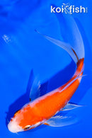 5" HARIWAKE BUTTERFLY