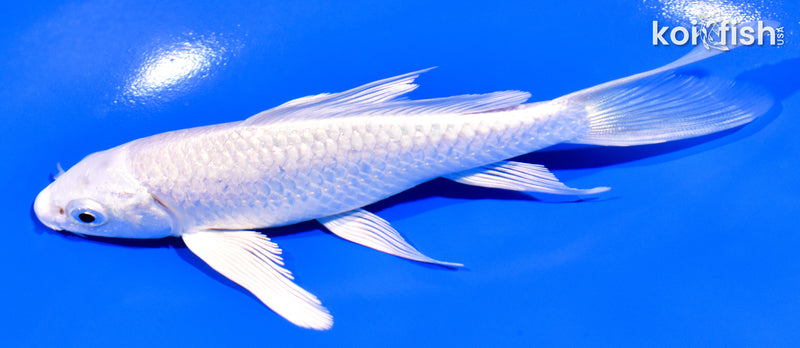 5" PLATINUM OGON BUTTERFLY