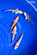 PACK OF (5) 4-4.5" STANDARD KOI