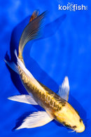 5.5" ARAGOKE KIN KIKOKURYU BUTTERFLY