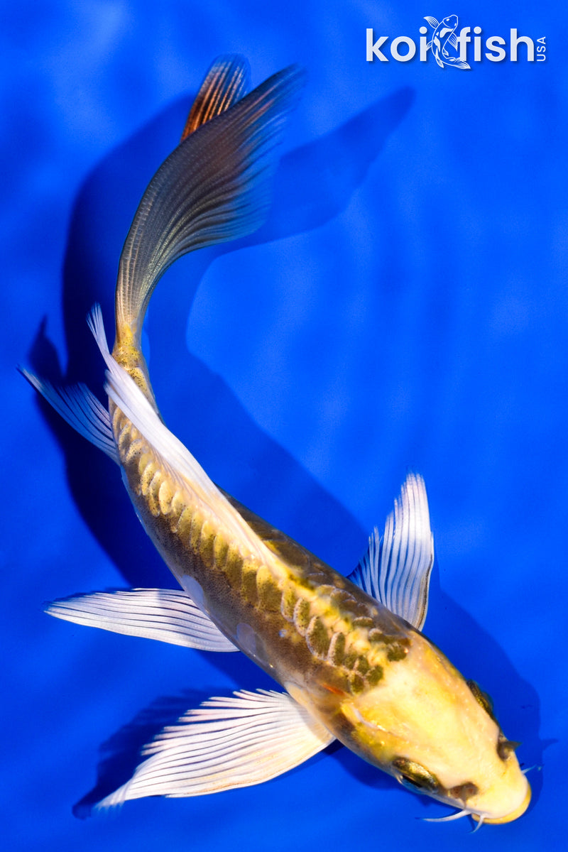 5.5" ARAGOKE KIN KIKOKURYU BUTTERFLY