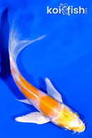 4" HARIWAKE BUTTERFLY