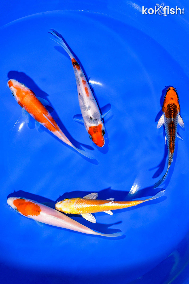 PACK OF (5) 5-6" STANDARD KOI