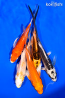 PACK OF (5) 5-6" BUTTERFLY KOI