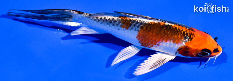 5.25" KUJAKU BUTTERFLY