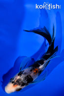 4.5" SANKE BUTTERFLY