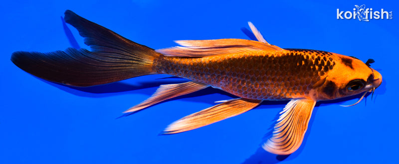 6.75" ORENJI MATSUBA BUTTERFLY